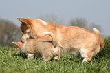 CORGI PEMBROKE 1287